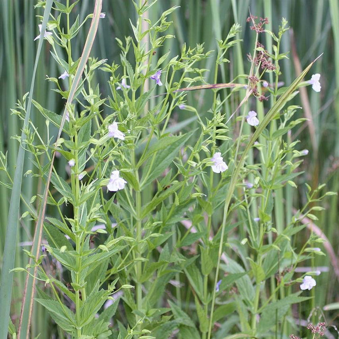 Mimulus ringens  - Allegheny Monkey Flower - Shipped