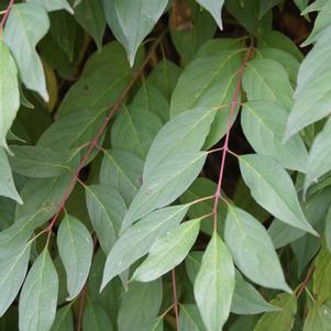 Cornus racemosa 'Hurzam'  - Huron® Dogwood - Shipped
