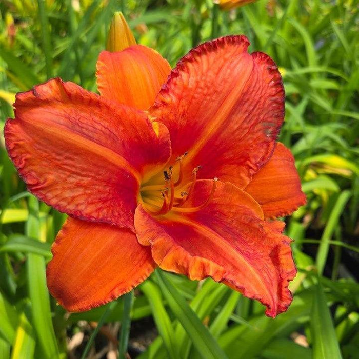 Hemerocallis 'Alabama Jubilee'  - Alabama Jubilee Daylily - Shipped