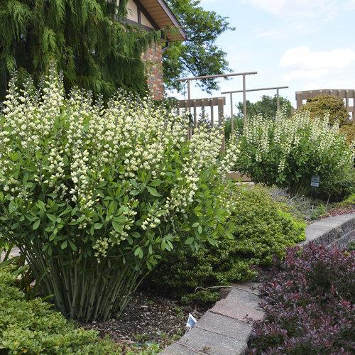 Decadence® Vanilla Cream False Indigo - Shipped