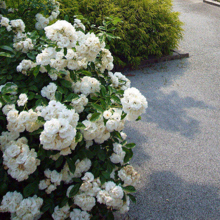Rosa x 'Noaschnee'  - Flower Carpet® White Rose - Shipped