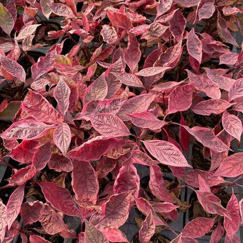 Cornus alba 'Verpaalen2' PP34,377  - Sgt. Pepper™ Dogwood - Shipped