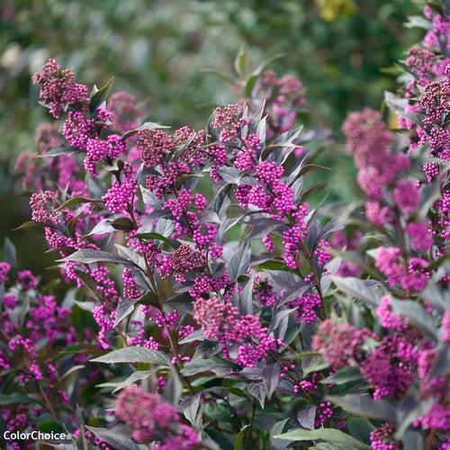 Pearl Glam® Beautyberry - Shipped