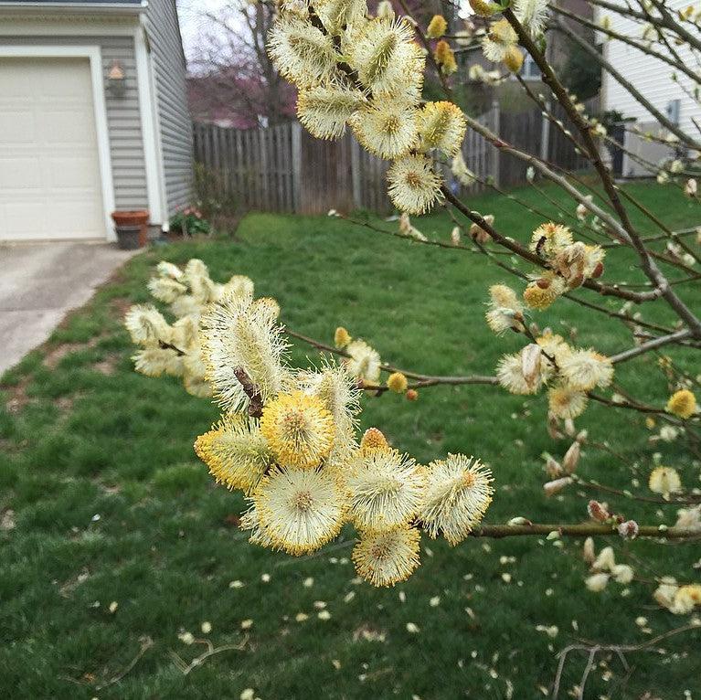 Pussy Willow - Shipped