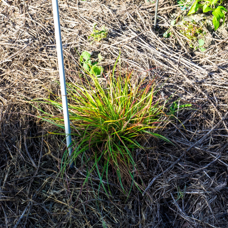 Burgundy Bunny Fountain Grass - Shipped