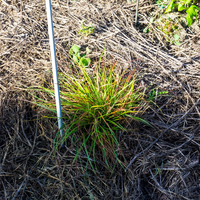 Burgundy Bunny Fountain Grass - Shipped