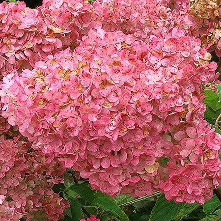 First Editions® Vanilla Strawberry™ Hydrangea - Shipped