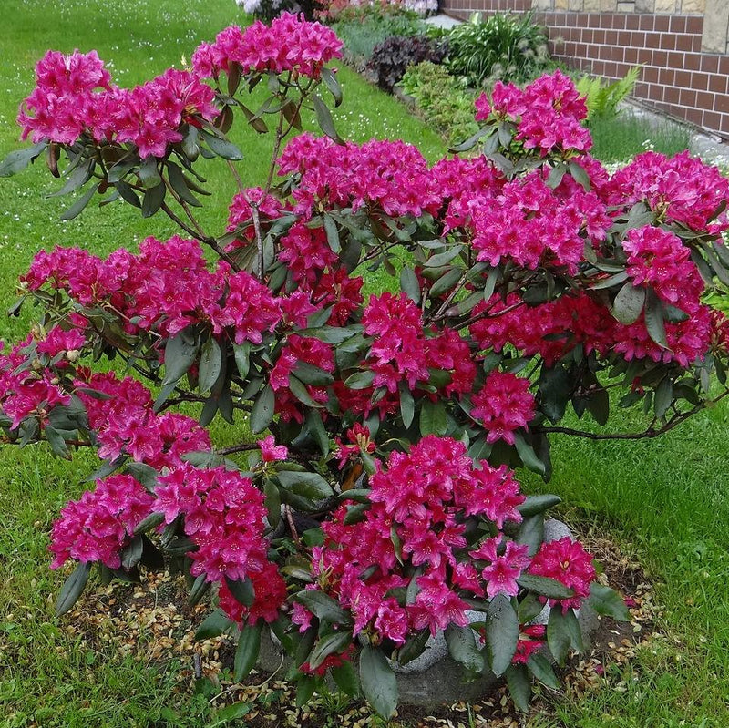 Nova Zembla Rhododendron - Shipped