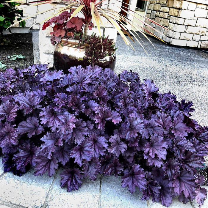 Heuchera x 'TNHEUFP'  - Forever® Purple Coral Bells - Shipped