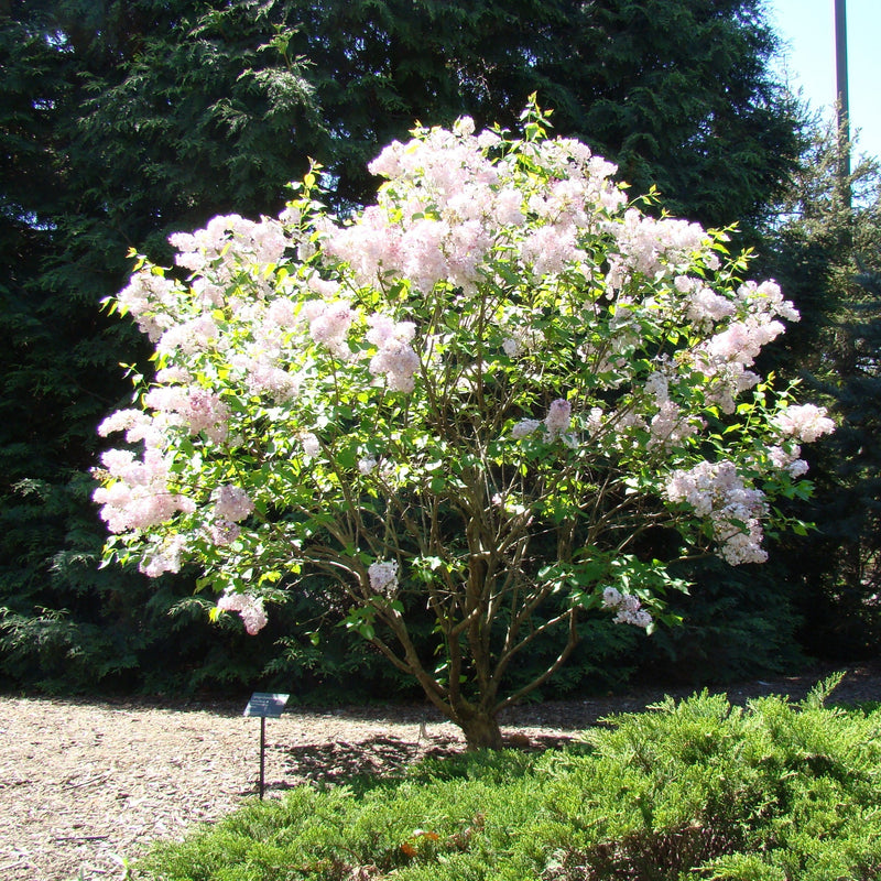 Maiden's Blush Lilac - Shipped