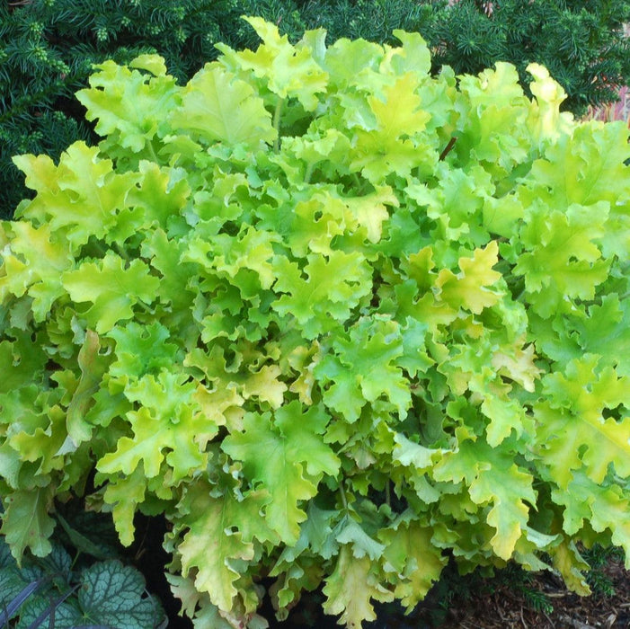 Heuchera ‘Lime Marmalade’  - Lime Marmalade Heuchera - Shipped