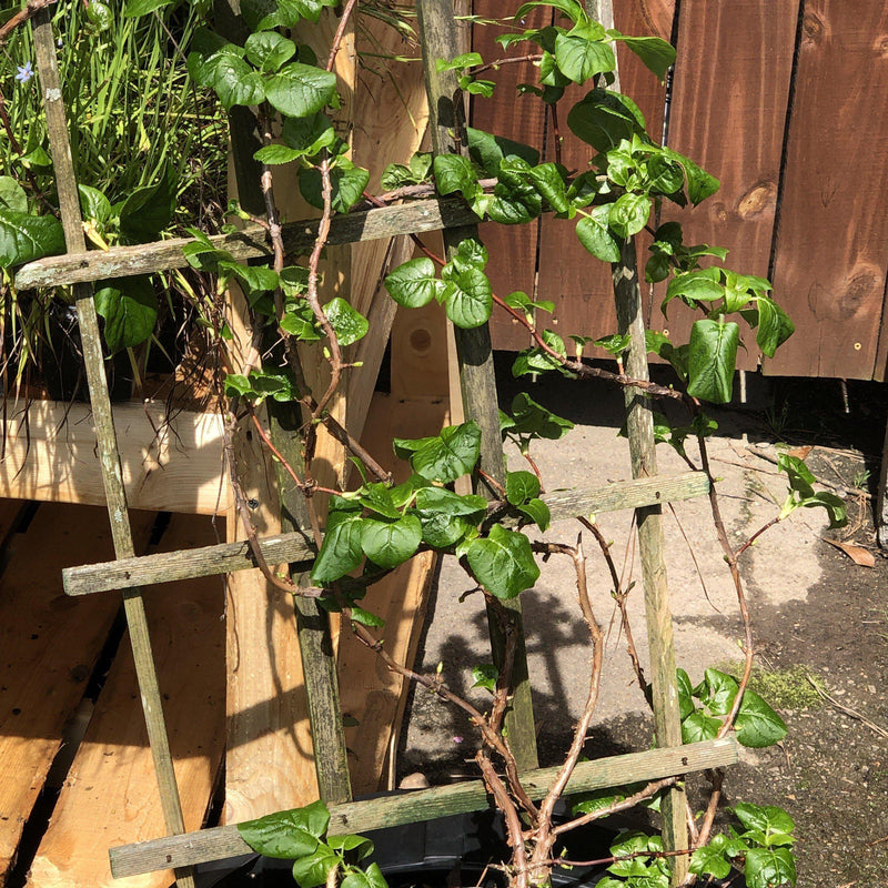 Climbing Hydrangea - Shipped