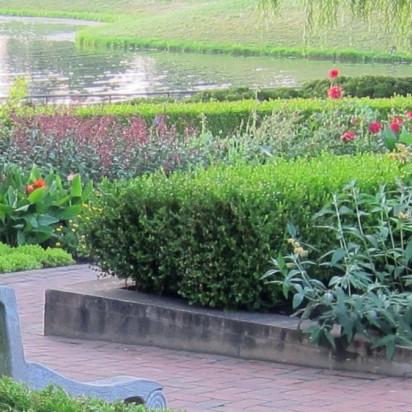 Winter Gem Boxwood - Shipped