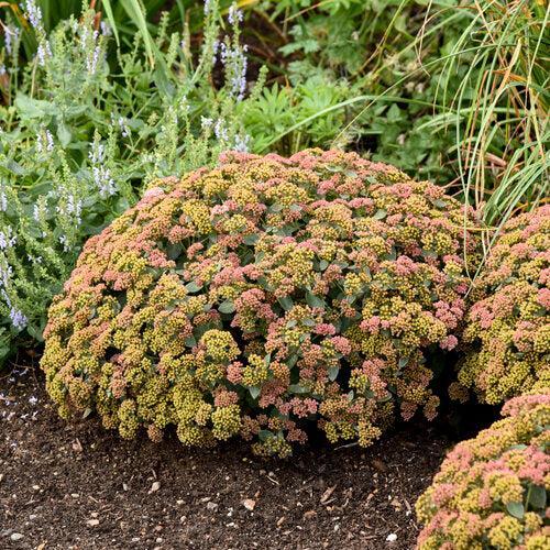 Sedum 'Coraljade'  - Rock 'N Grow® Coraljade Stonecrop - Shipped