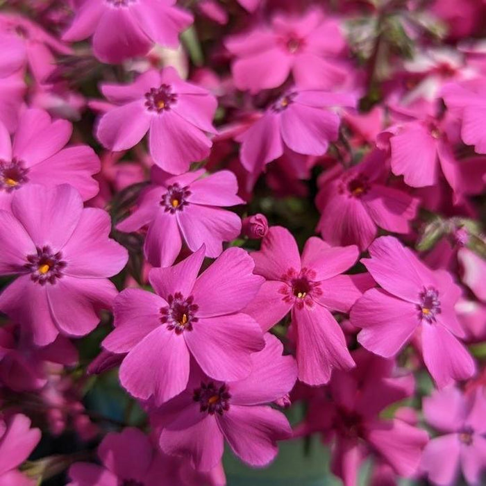 Phlox subulata 'Spring Hot Pink'  - Spring Hot Pink Creeping Phlox - Shipped
