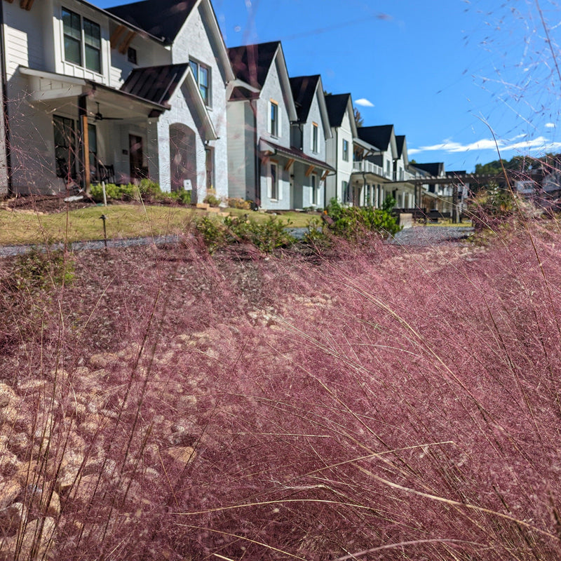 Pink Muhly Grass - Shipped