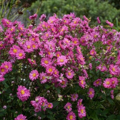 Anemone hybrid 'Sweetly'  - PW® Fall in Love® Sweetly Anemone - Shipped