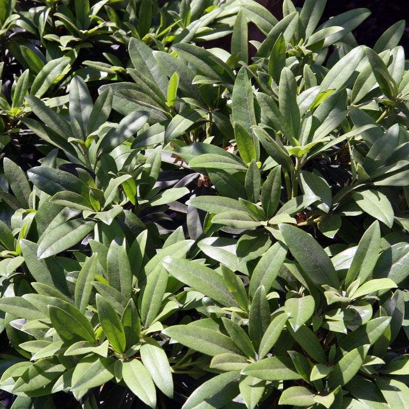 Chionoides Rhododendron - Shipped