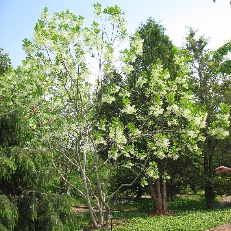 White Fringe Tree - Shipped