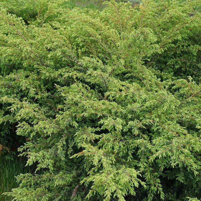Juniperus communis 'SMNJCB'  - Tortuga® Juniper - Shipped