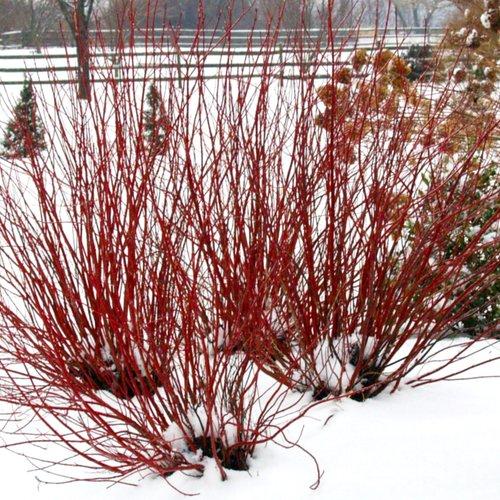Arctic Fire® Red Twig Dogwood - Shipped