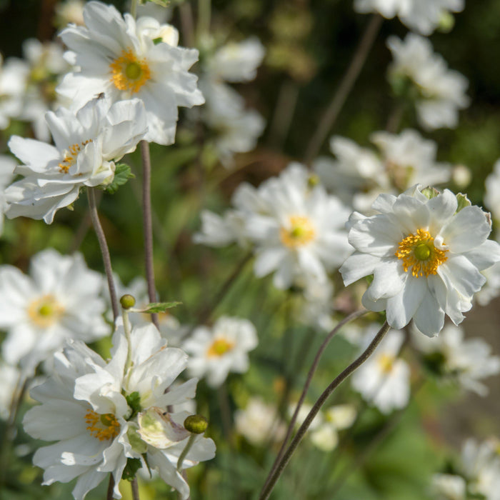 Anemone x hybrida 'Whirlwind'  - Whirlwind Anemone - Shipped