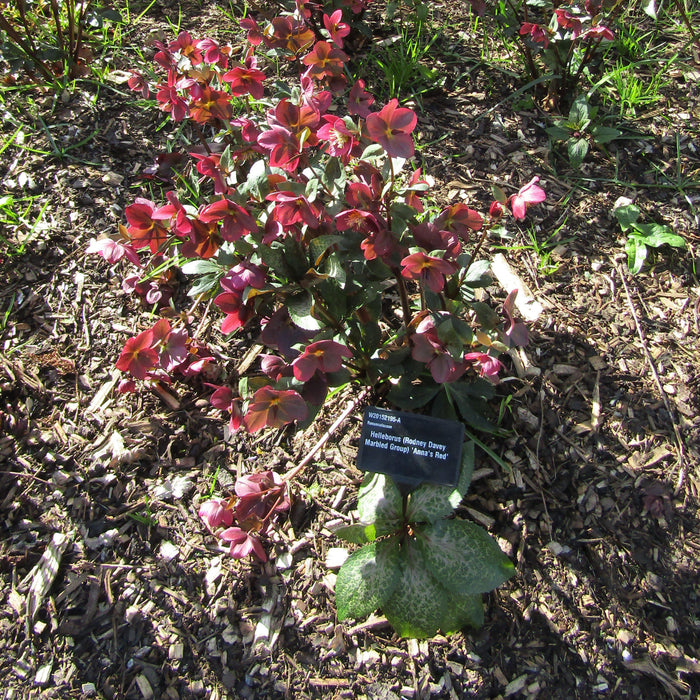Helleborus x hybridus 'ABCRD02'  - Frostkiss® Anna's Red Lenten Rose - Shipped