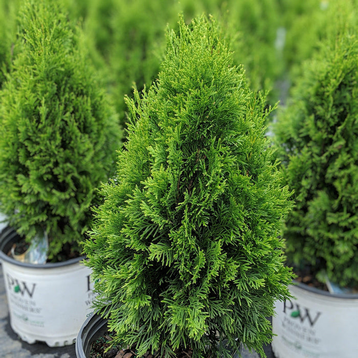 Thuja occidentalis 'Art Boe' PP22,174  - North Pole® Arborvitae - Shipped