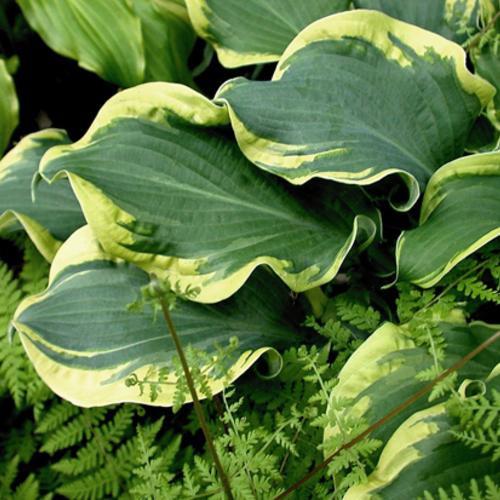 PW® Shadowland® Wheee! Hosta - Shipped