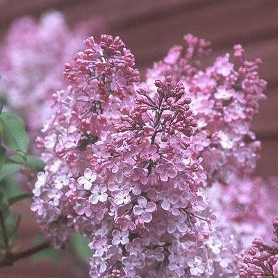 Maiden's Blush Lilac - Shipped