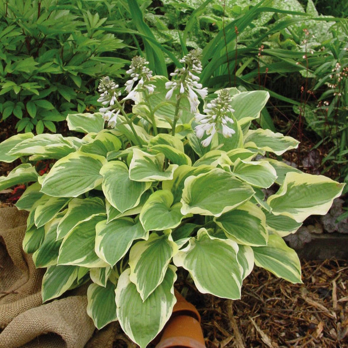 Hosta x 'Tambourine'  - Tambourine Hosta - Shipped