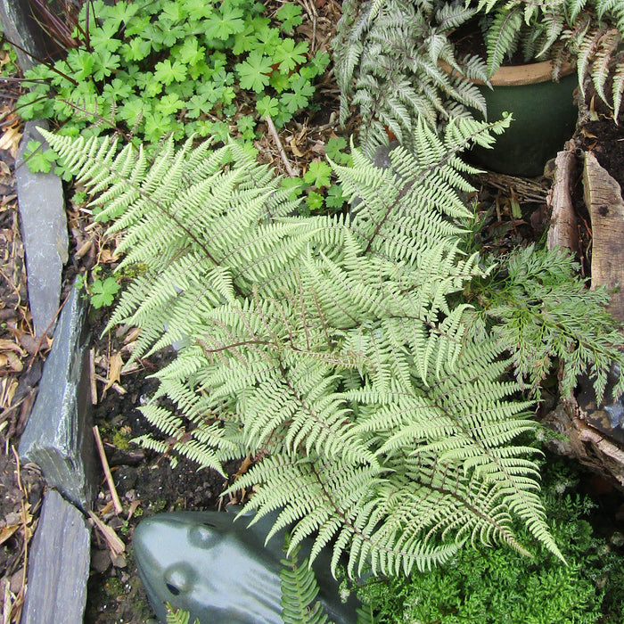 Athyrium 'Ghost'  - Ghost Fern - Shipped