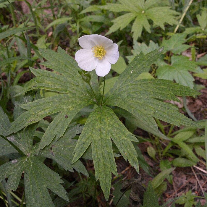 Anemone canadensis  - Canadian Anemone - Shipped