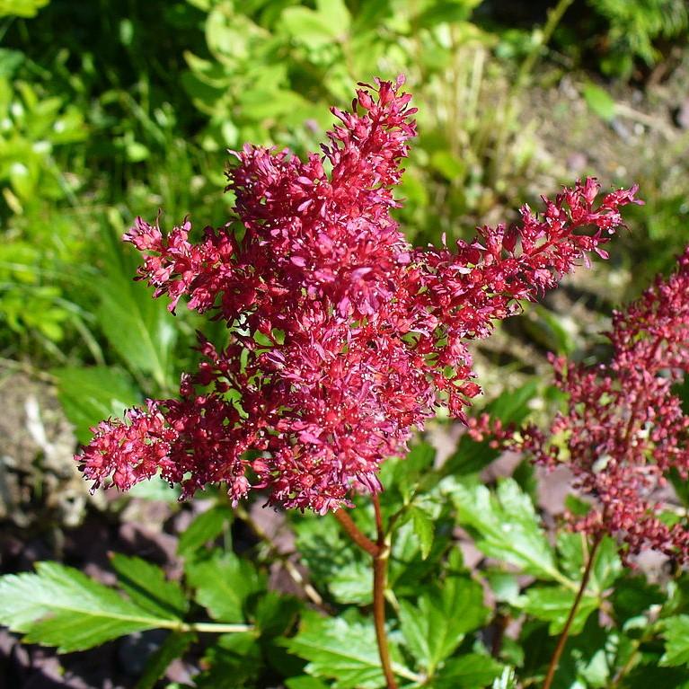 Fanal Astilbe - Shipped