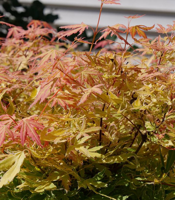 (Acer Palmatum) Japanese Maple Metamorphosa® - In Store Pickup