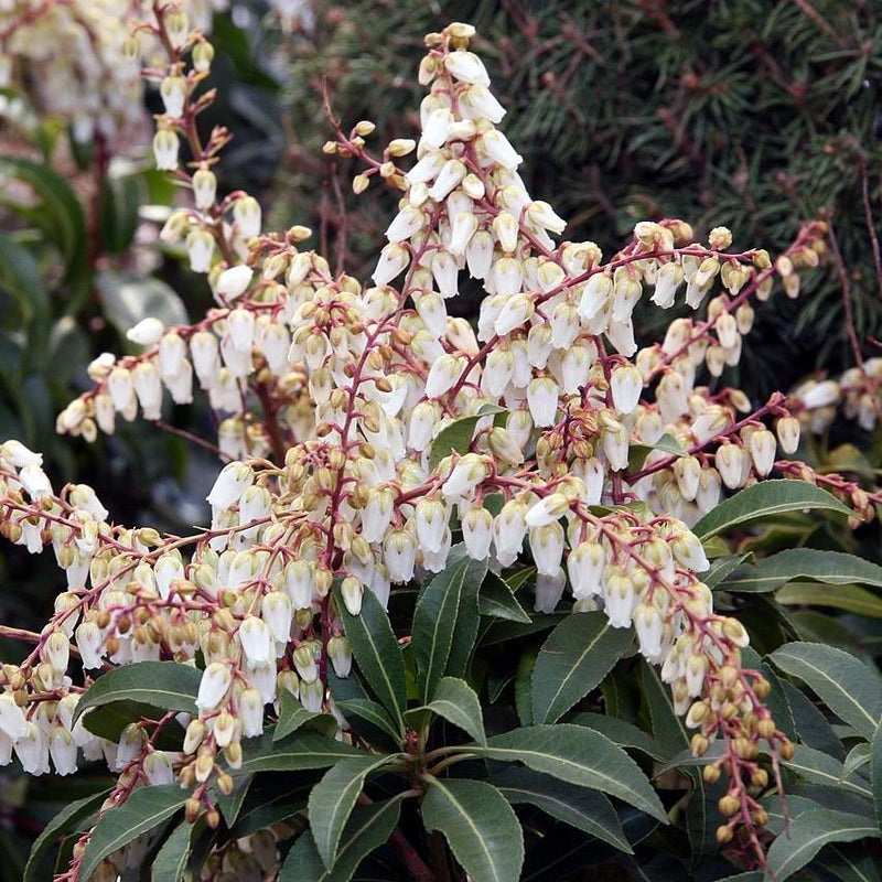Mountain Fire Pieris - Shipped