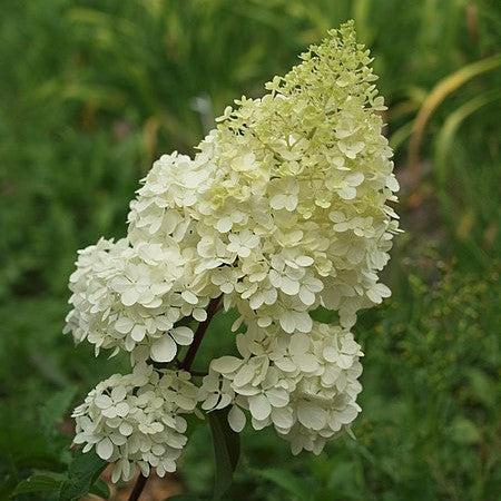 First Editions® Vanilla Strawberry™ Hydrangea - Shipped