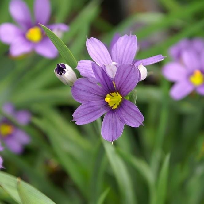 Lucerne Blue-Eyed Grass - Shipped