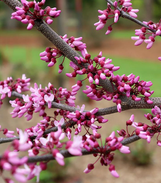 EASTERN REDBUD (CERCIS CANADENSIS) `Midnight Express®` - In Store Pickup