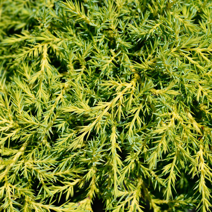 Juniperus chinensis 'Gold Star'  - Gold Star Juniper - Shipped