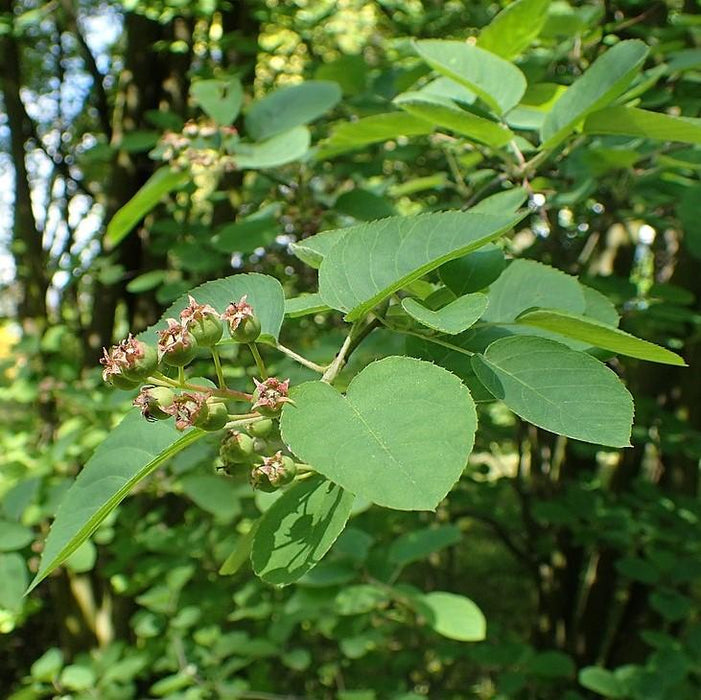 Amelanchier canadensis  - Shadblow Serviceberry - Shipped