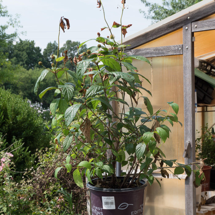 Cephalanthus occidentalis 'Fiber Optics'  - First Editions® Fiber Optics Cephalanthus - Shipped