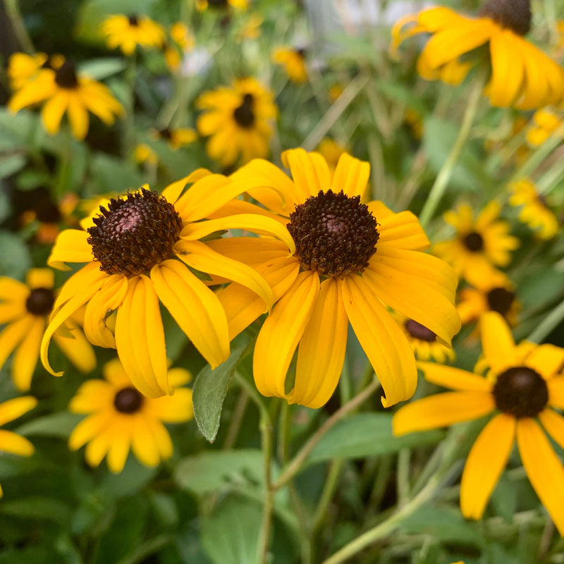 Black-Eyed Susan - Shipped