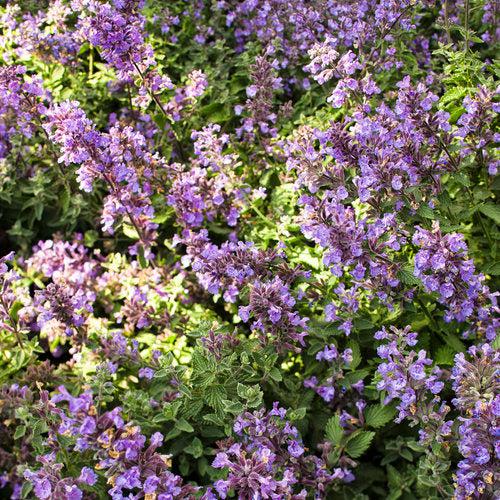 Cat's Meow Catmint - Shipped