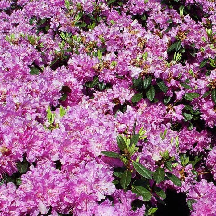 Rhododendron x 'Olga Mezitt'  - Olga Mezitt Rhododendron - Shipped