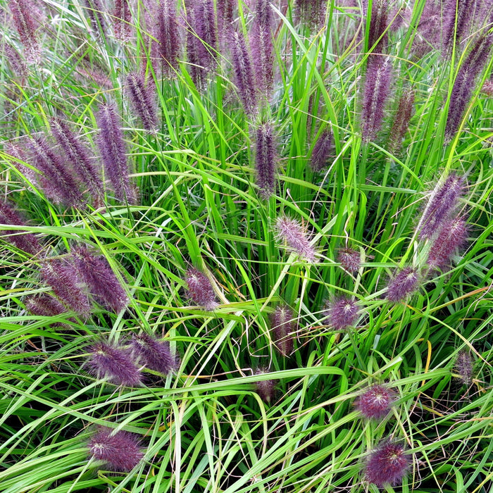 Pennisetum alopecuroides 'Red Head'  - Red Head Fountain Grass - Shipped