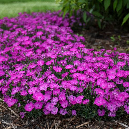 Paint the Town Fuchsia Dianthus - Shipped