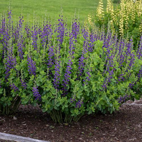 Baptisia 'Sparkling Sapphires' PP27,904  - PW® Decadence® Sparkling Sapphires False Indigo - Shipped