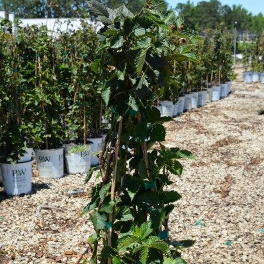 Rubus 'Ponca' PP33330  - Taste of Heaven™ Thornless Blackberry - Shipped