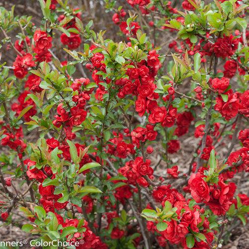PW® Double Take™ Scarlet Flowering Quince - Shipped